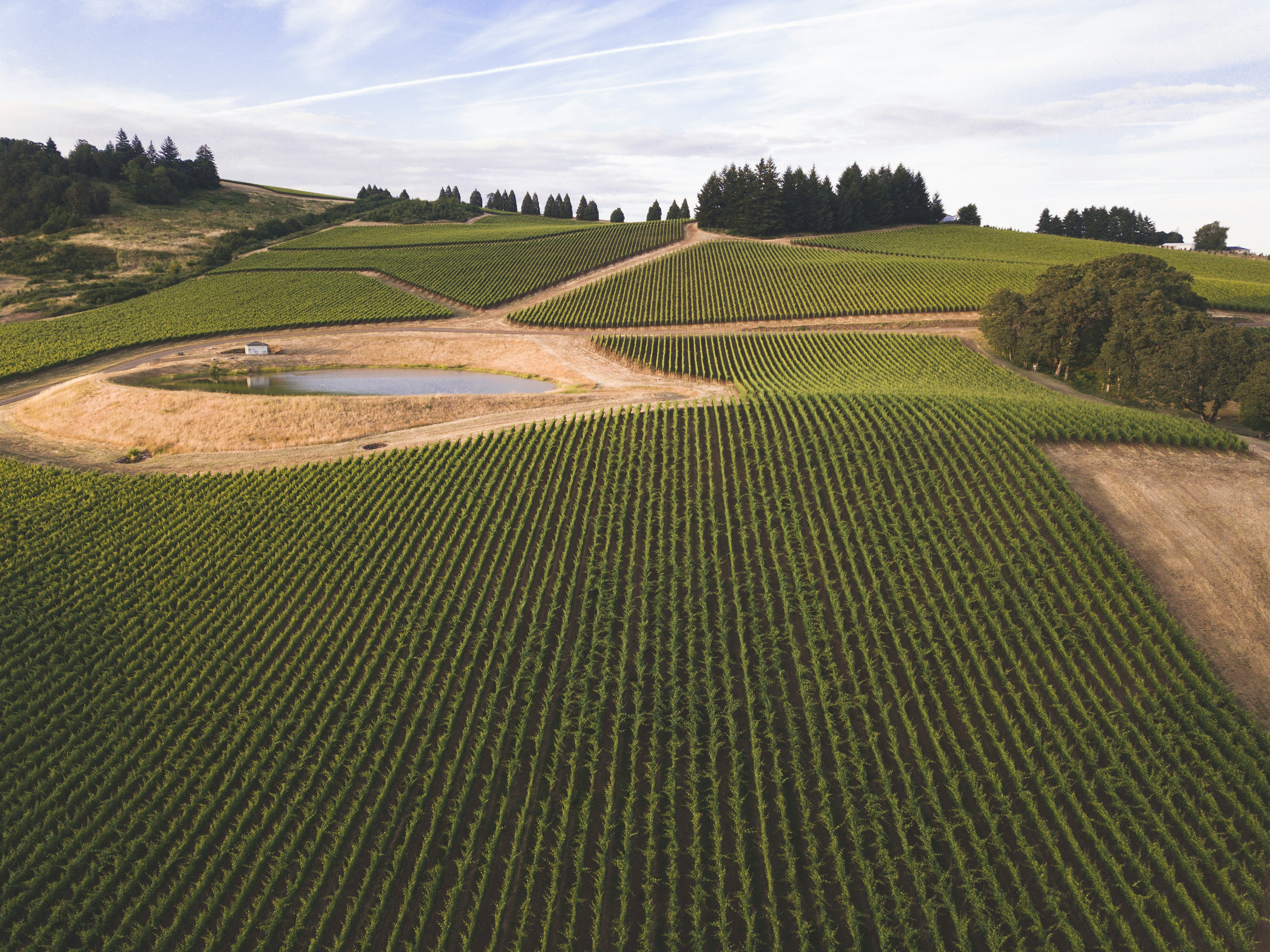 Campo di vigneti